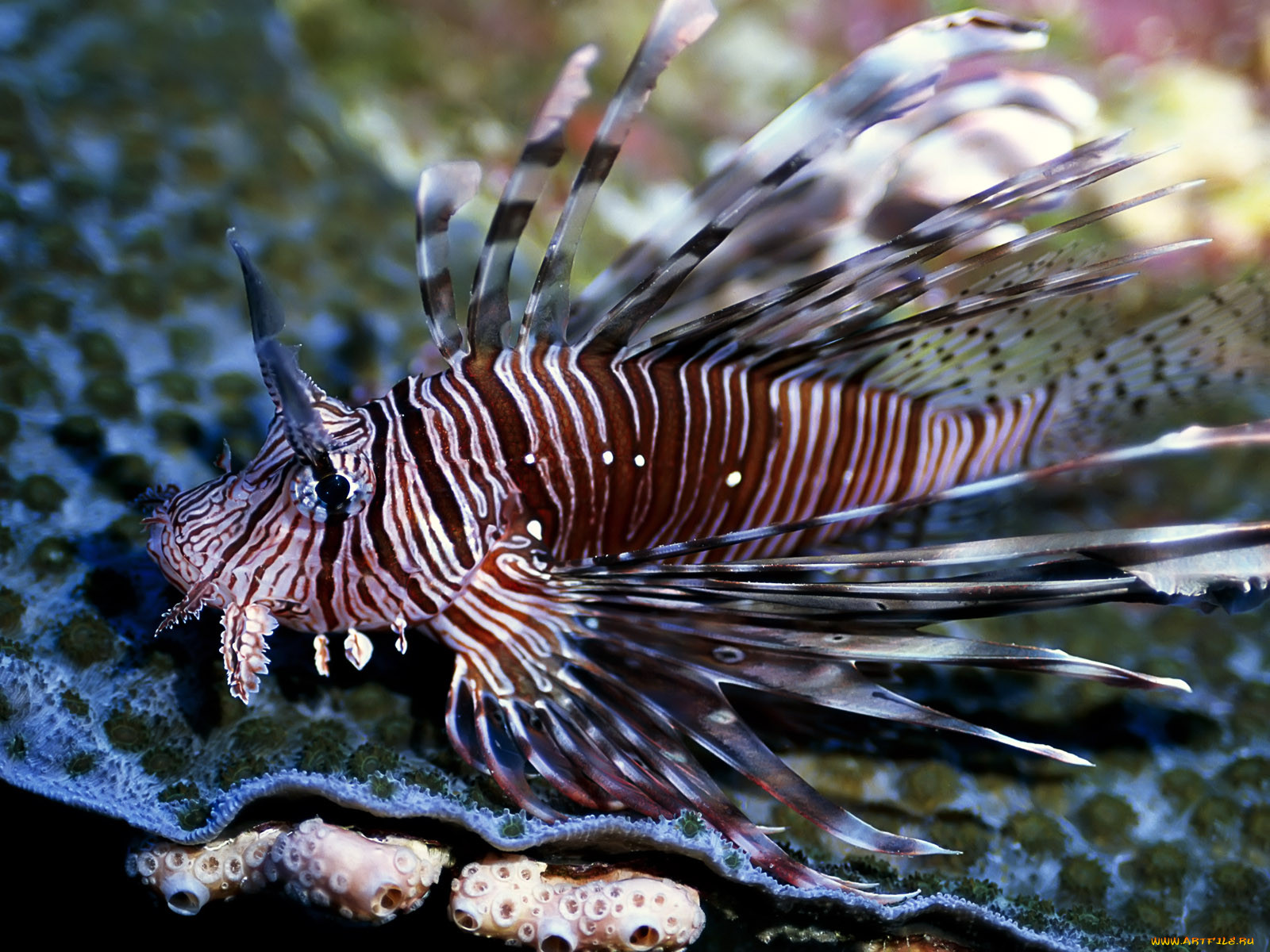 Рыба сколопея фото